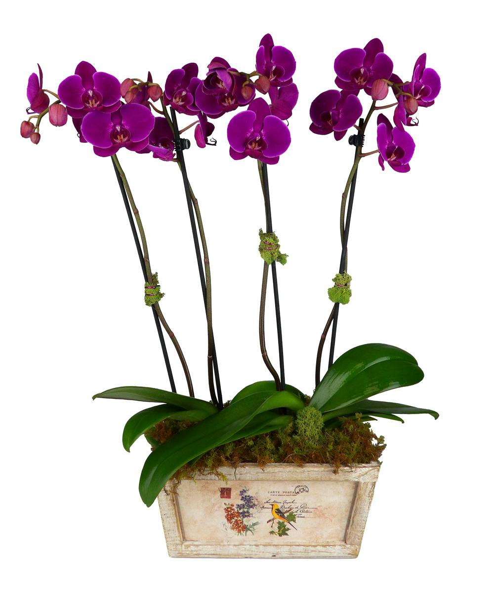 Sympathy Plants & Gifts Louisville KY Flower Delivery