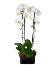 Double Waterfall Orchid Plant