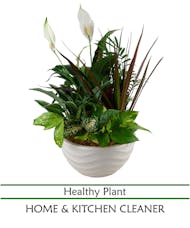 PLANTER with Peace Lily