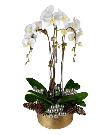 Silver & Gold~ Triple Waterfall Orchid Plant