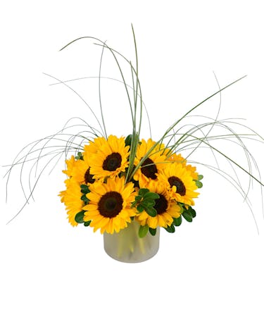 Summer Splash Sunflowers