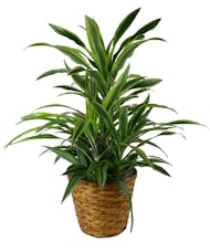 Warneckii Plant
