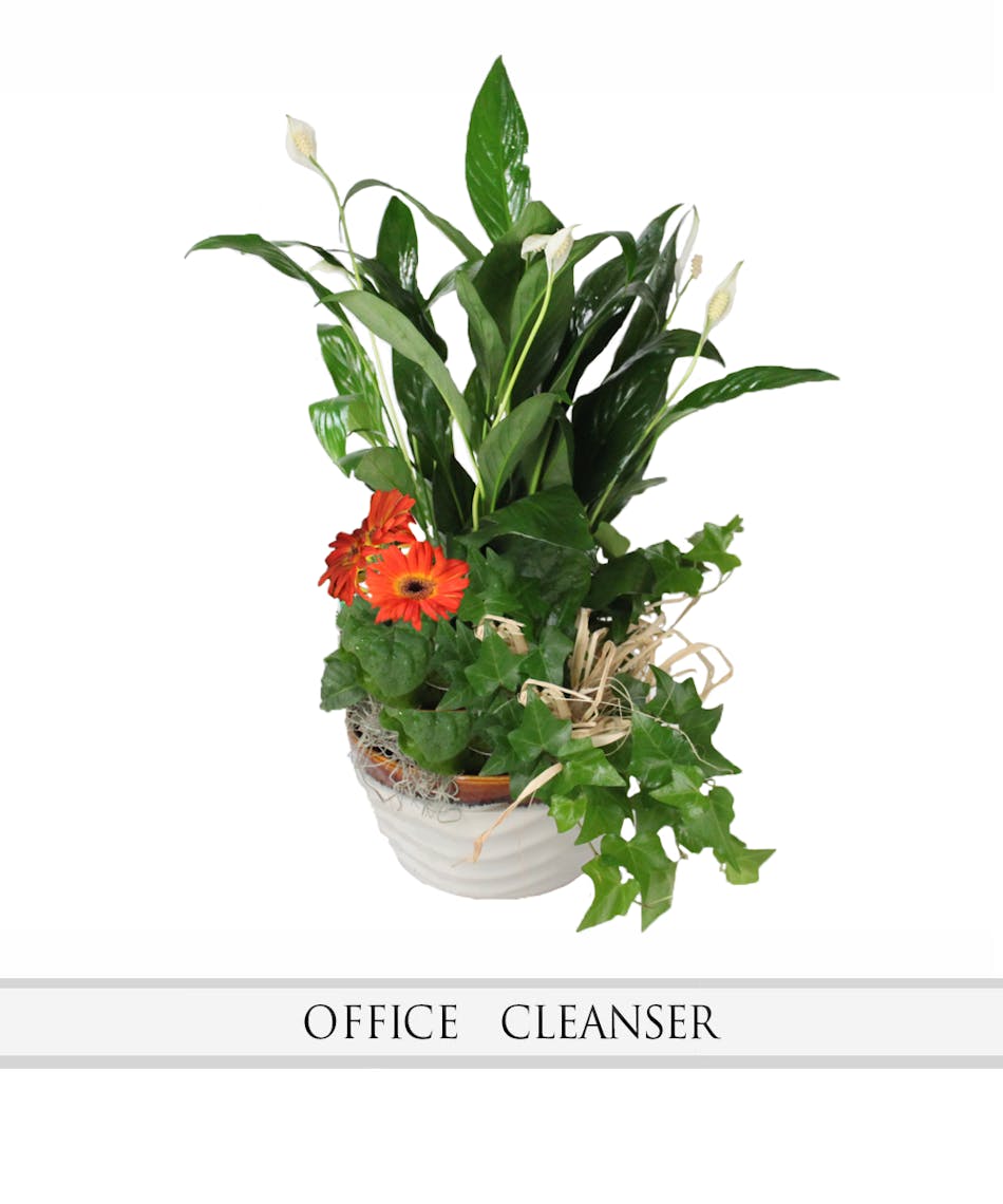 Euro Garden with Gerber Same Day Louisville KY Flower Delivery Nanz