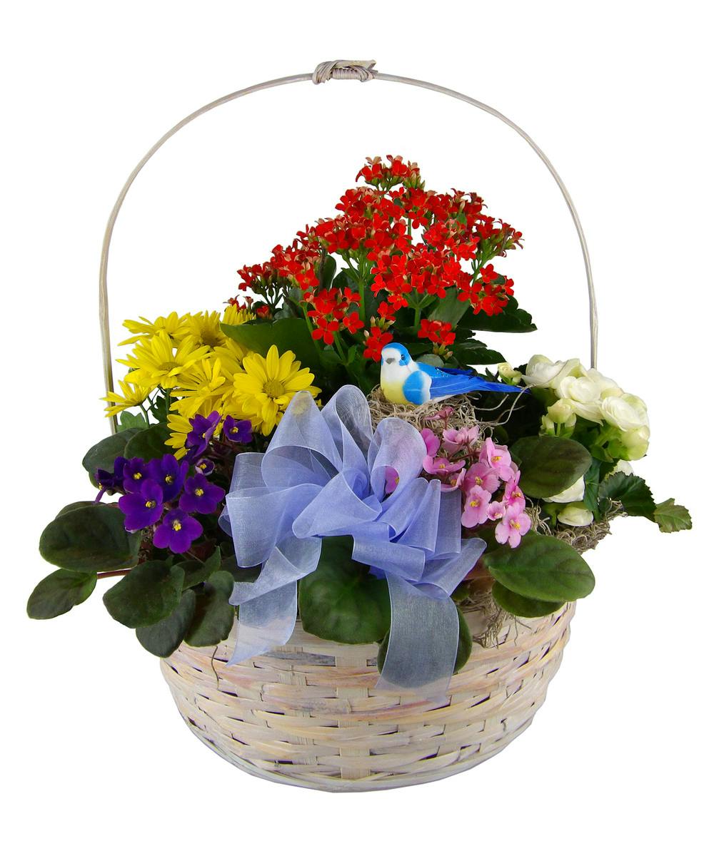Blooming Basket Louisville KY Same Day Flowers by Nanz & Kraft