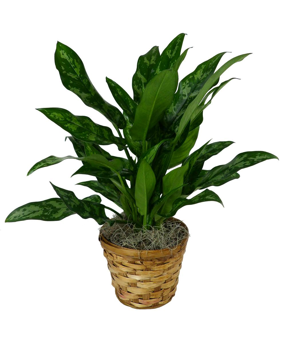 Chinese Evergreen Plant Louisville Plant Delivery