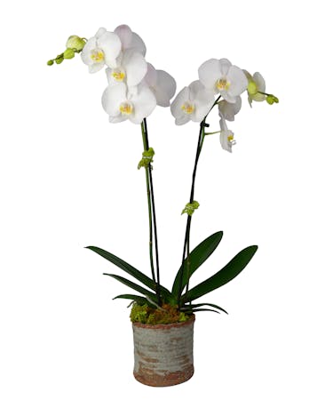 Double Stem Phalaenopsis Orchid Plant
