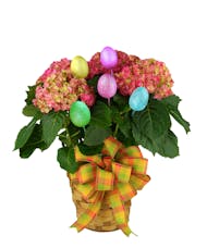Easter Greetings Hydrangea Plant
