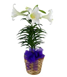 Blooming Easter Lily