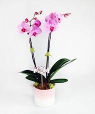 Edith Jean Orchid Plant