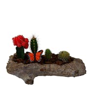 Log Cactus Garden