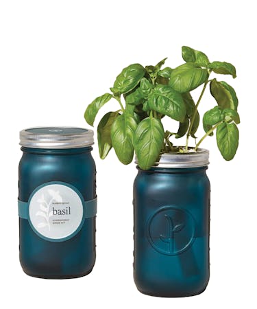 Modern Sprout Garden Jar Herbs Kit- Basil