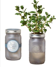 Modern Sprout Garden Jar Herbs Kit- Mint