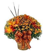 Hardy Mum with Fall Accents