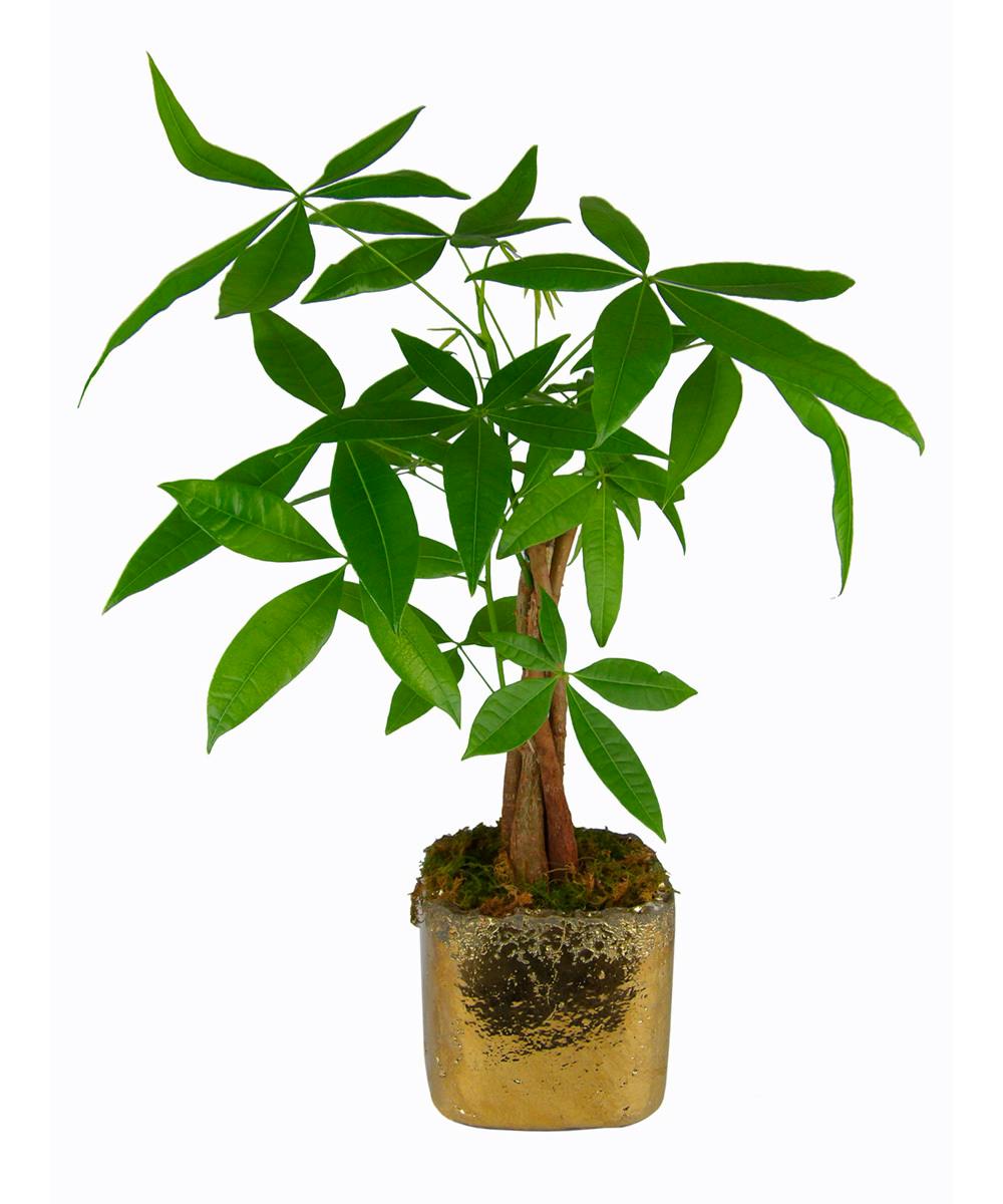 braided tree plant