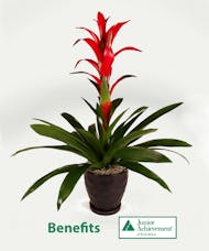 National Mentoring Month Bromeliad