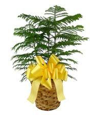 Norfolk Pine in basket with bow