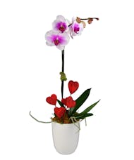 Only You ~ Orchid Plant