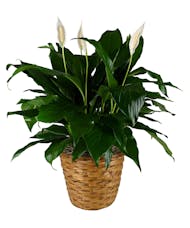 Blooming Peace Lily Plant