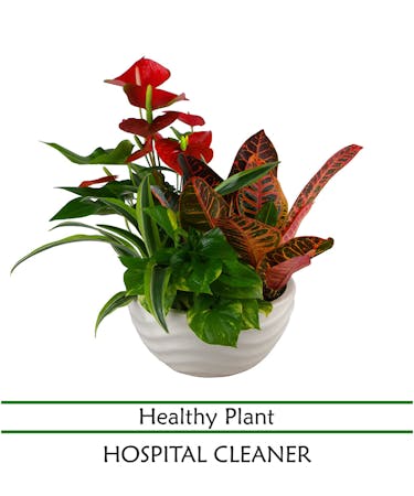 Planter with Anthurium