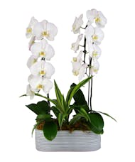 Rare Beauty ~ Orchid & Warneckii Plants