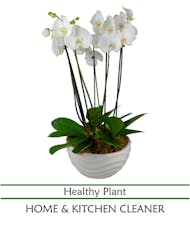Six Stem Phal. Orchid