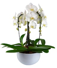 Triple Stem Waterfall Orchid Plant