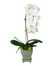 Waterfall Orchid Plant