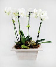 Winter Simplicity Orchid Plant