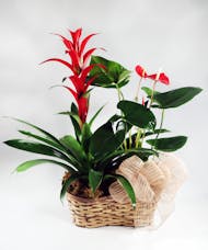 Tropical Bliss Plant Combo