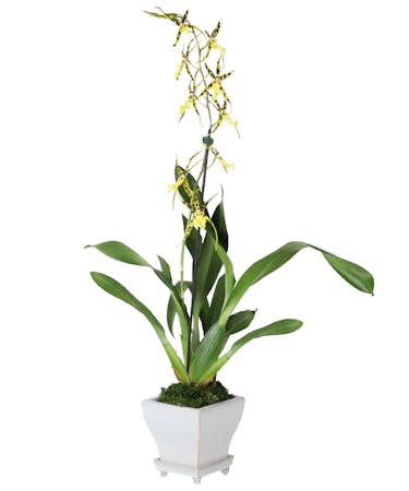 Hawaiian Orchid Plants