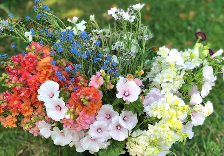 A lovely spread of orange, blue, white and yellow wildflowers